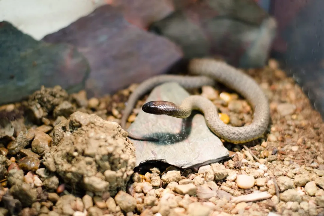 Are there inland taipans in America?