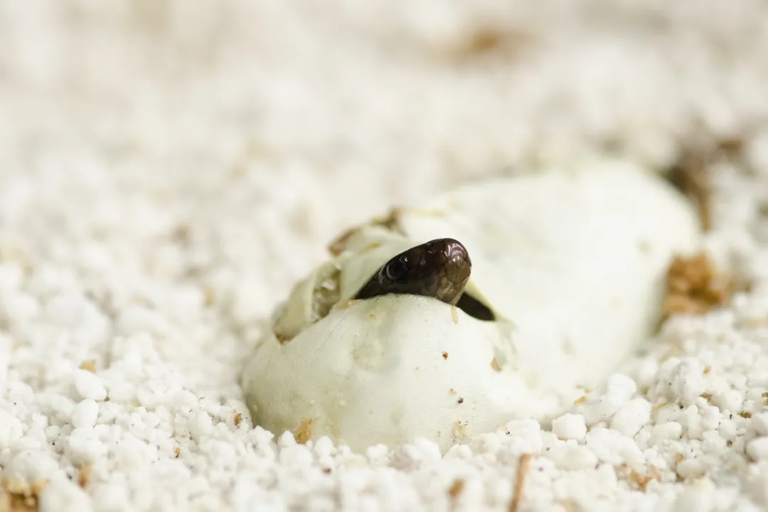 Are there inland taipans in America?, Australian Roots