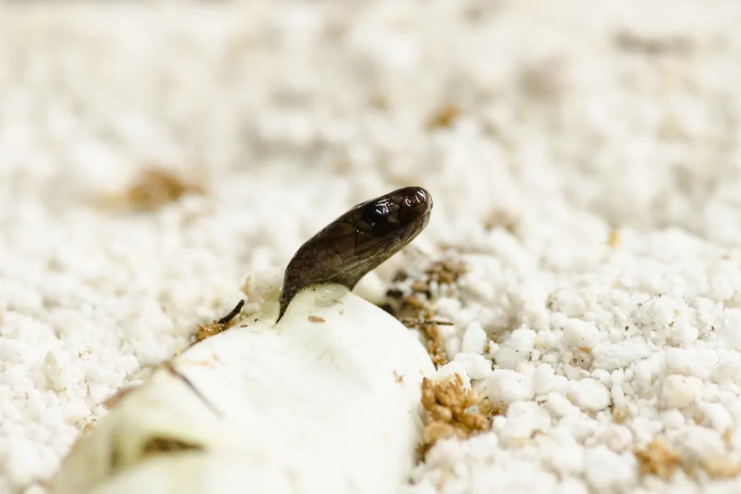 Are there inland taipans in America?, American Habitats