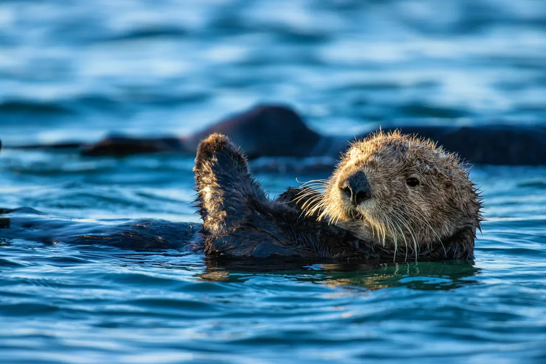 Are there sea otters in the US?, Dietary Needs
