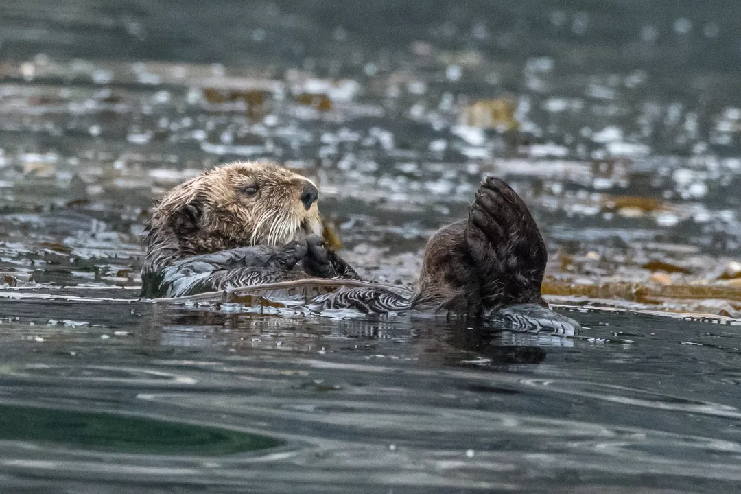 Are there sea otters in the US?, Keystone Effect
