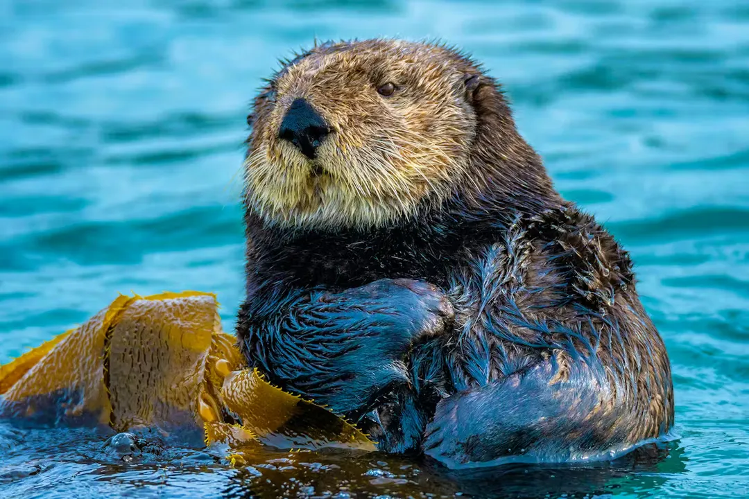 Are there sea otters in the US?, Thickest Fur