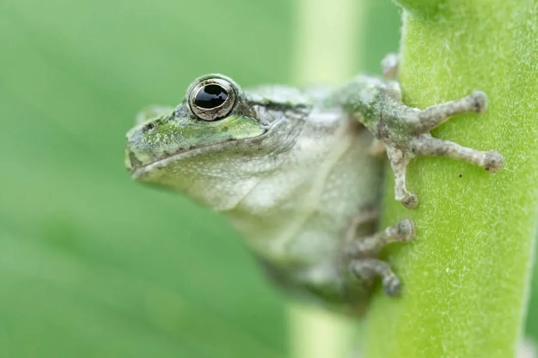 Are there tree frogs in MO?, Green Treefrog Traits