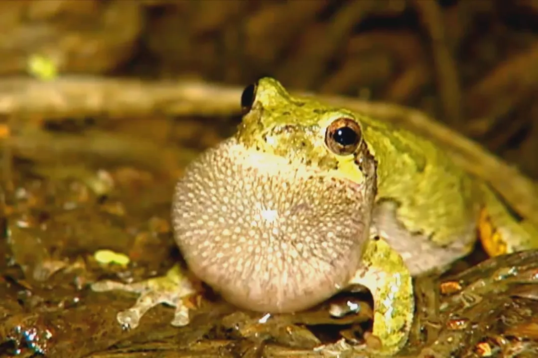 Are there tree frogs in MO?, Spotting Differences