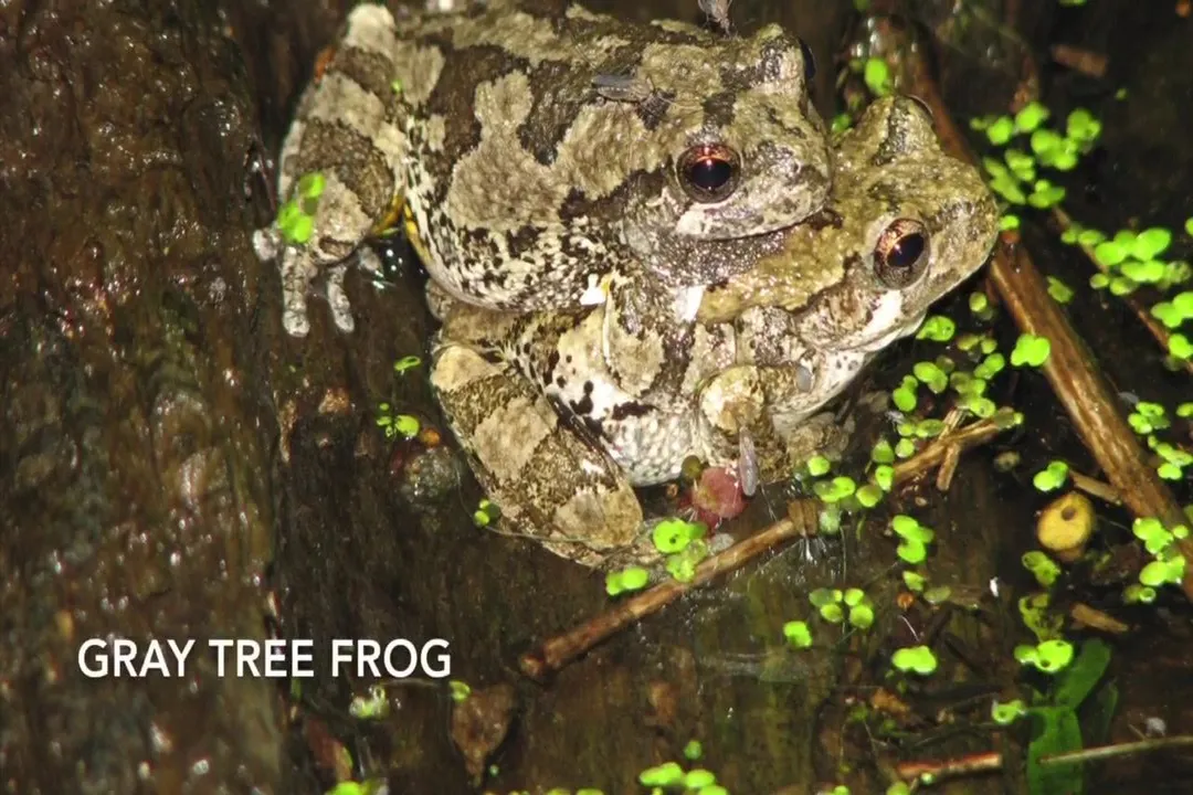 Are there tree frogs in MO?