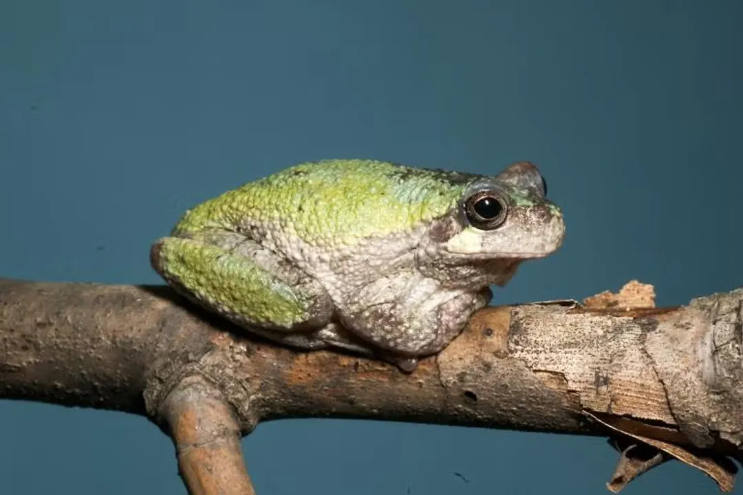 Are there tree frogs in MO?, State Frog Diversity