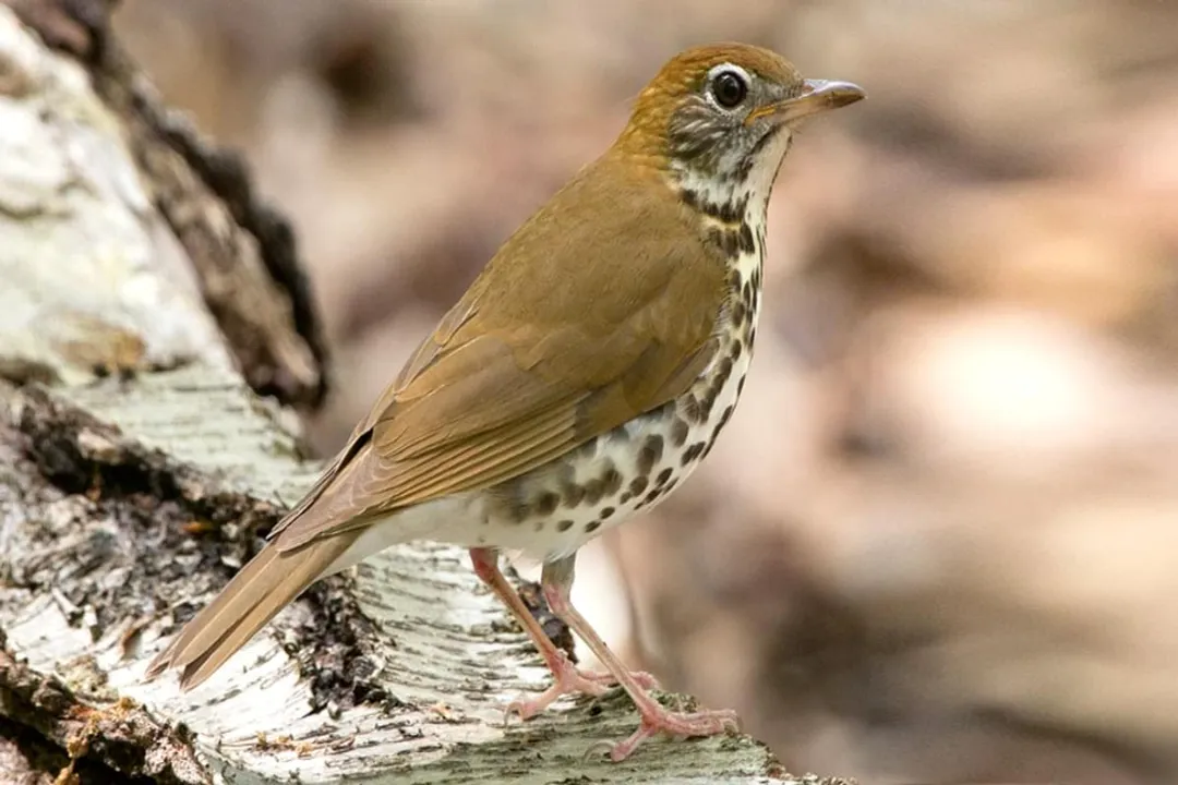 Are thrushes good to have around?