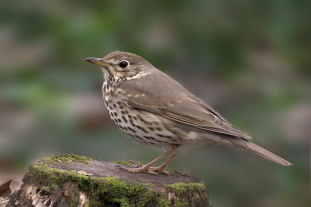 Are thrushes good to have around?, Melodic Presence