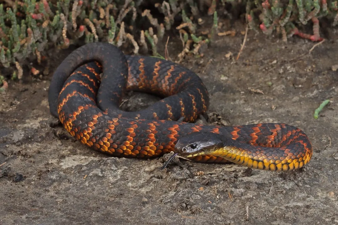 Are tiger snakes a type of cobra?, Elapid Kinship