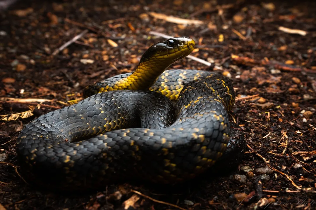 Are tiger snakes a type of cobra?, Genus Separation