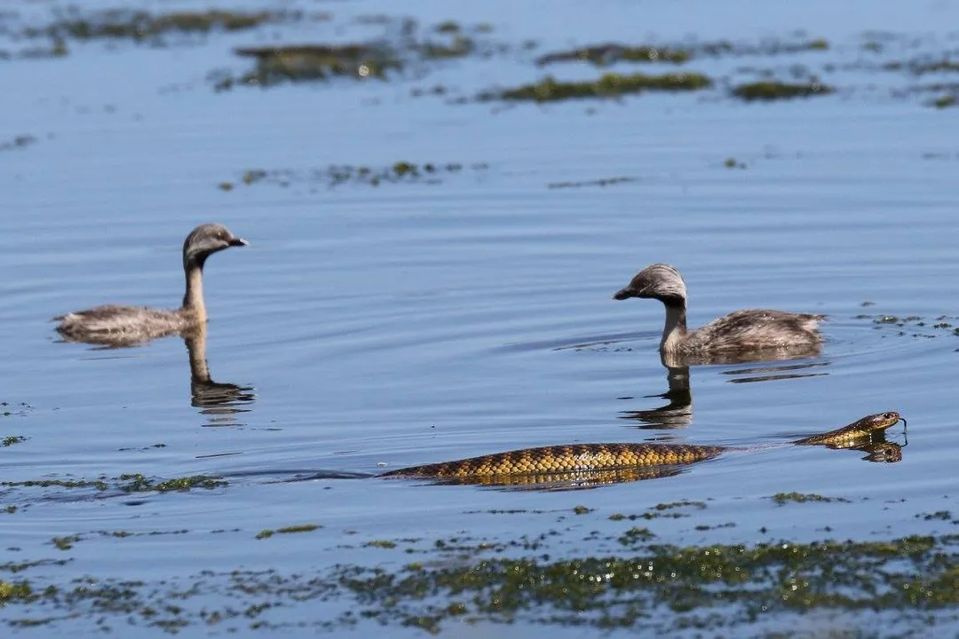 Are tiger snakes a type of cobra?