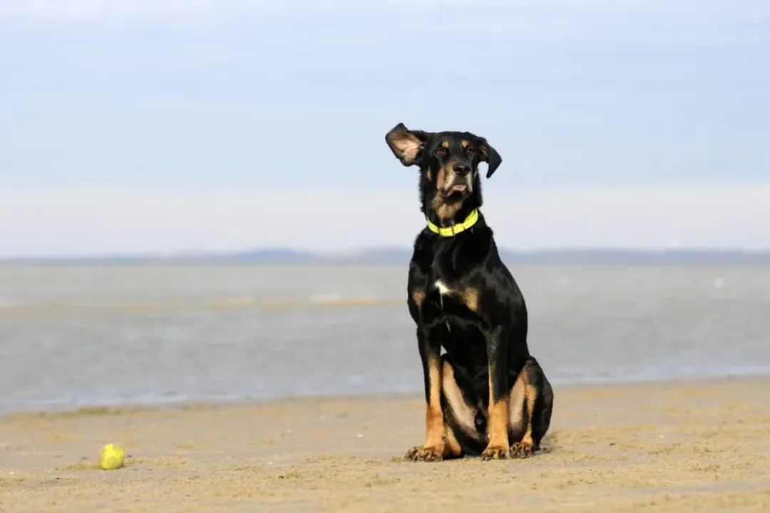 Are Transylvanian hounds good family dogs?, Pack Living Suitability