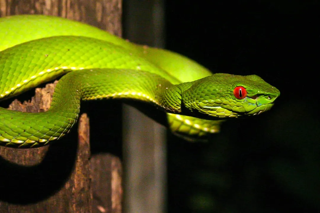 Are tree vipers aggressive?