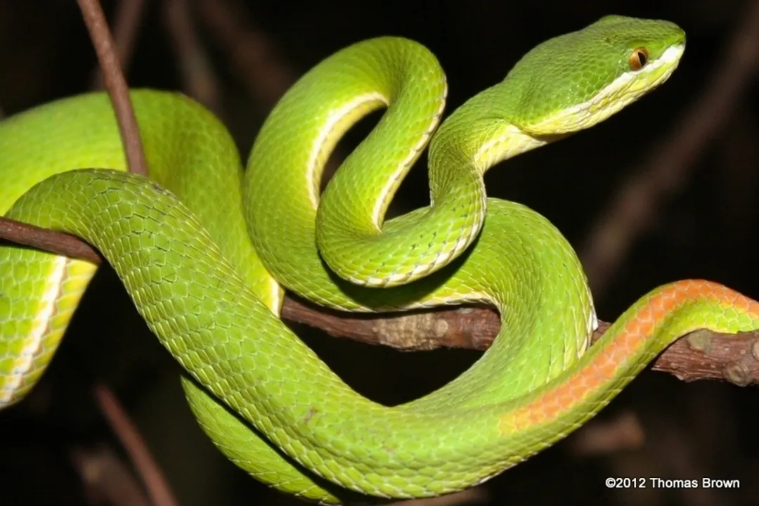 Are tree vipers aggressive?, Viper Species