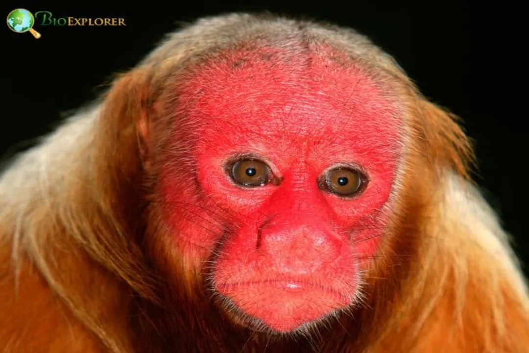 Are uakari aggressive?, Social Displays