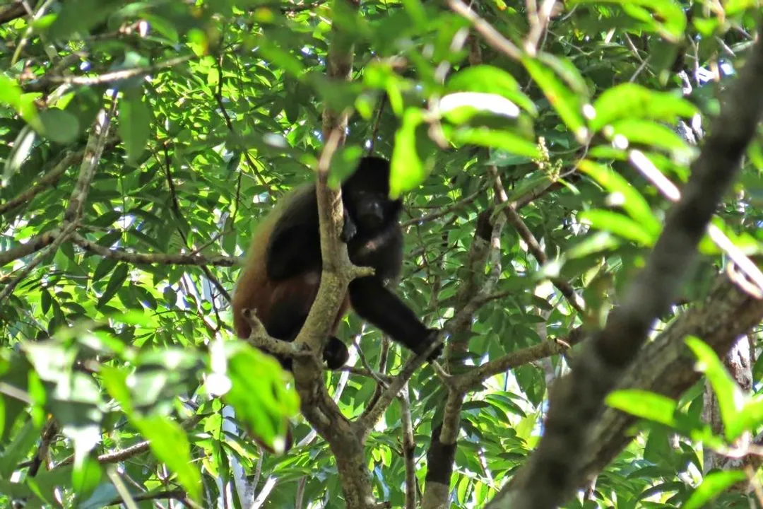 Are uakari aggressive?