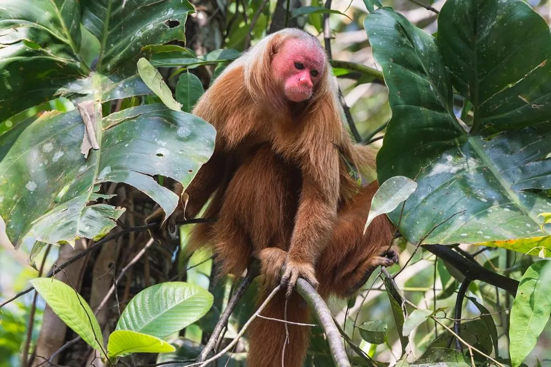 Are uakari aggressive?, Wild Demeanor