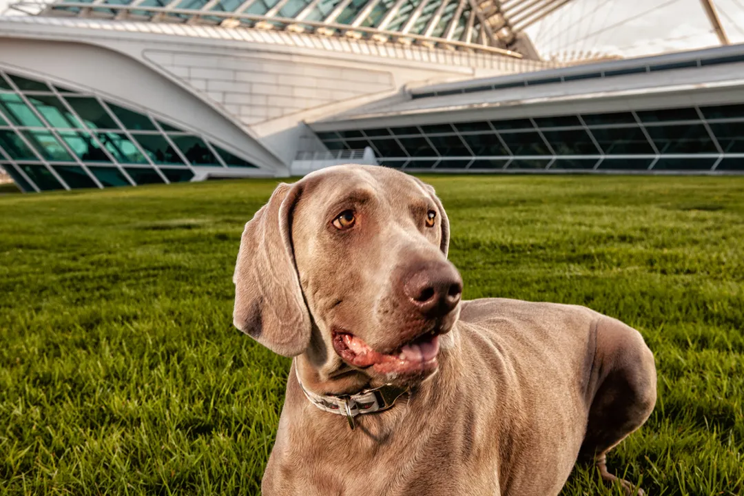 Are Weimaraners velcro dogs?
