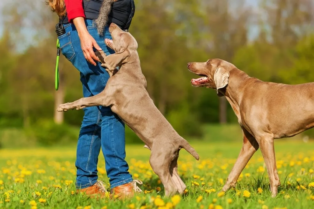 Are Weimaraners velcro dogs?, Cling Factor