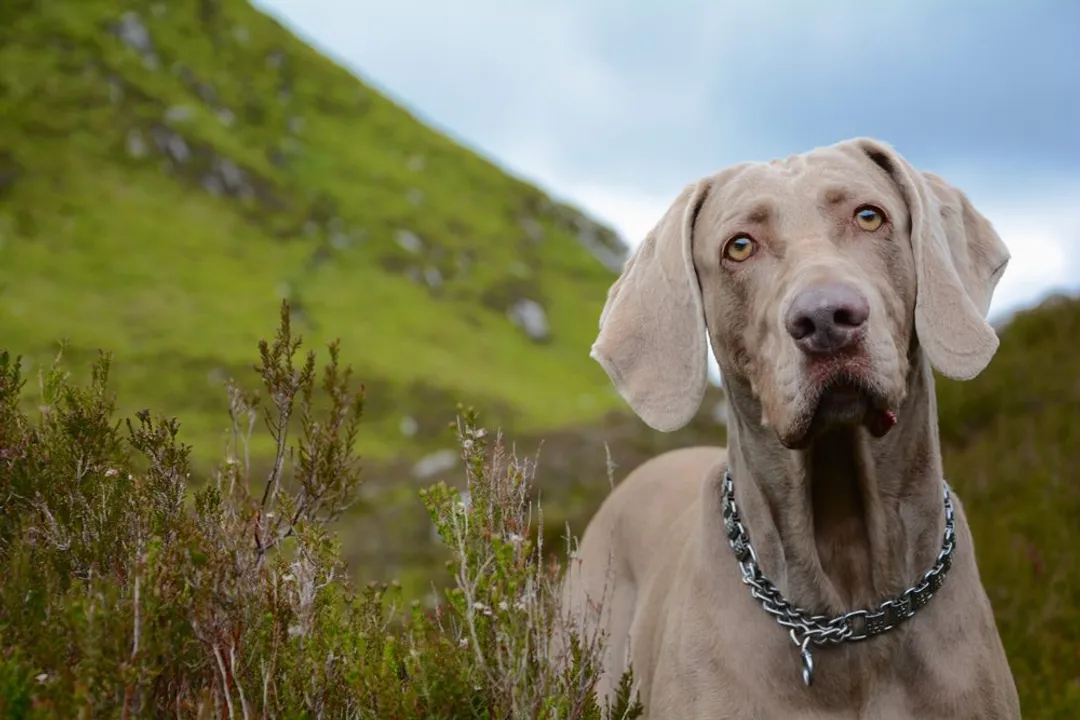 Are Weimaraners velcro dogs?, Home Suitability