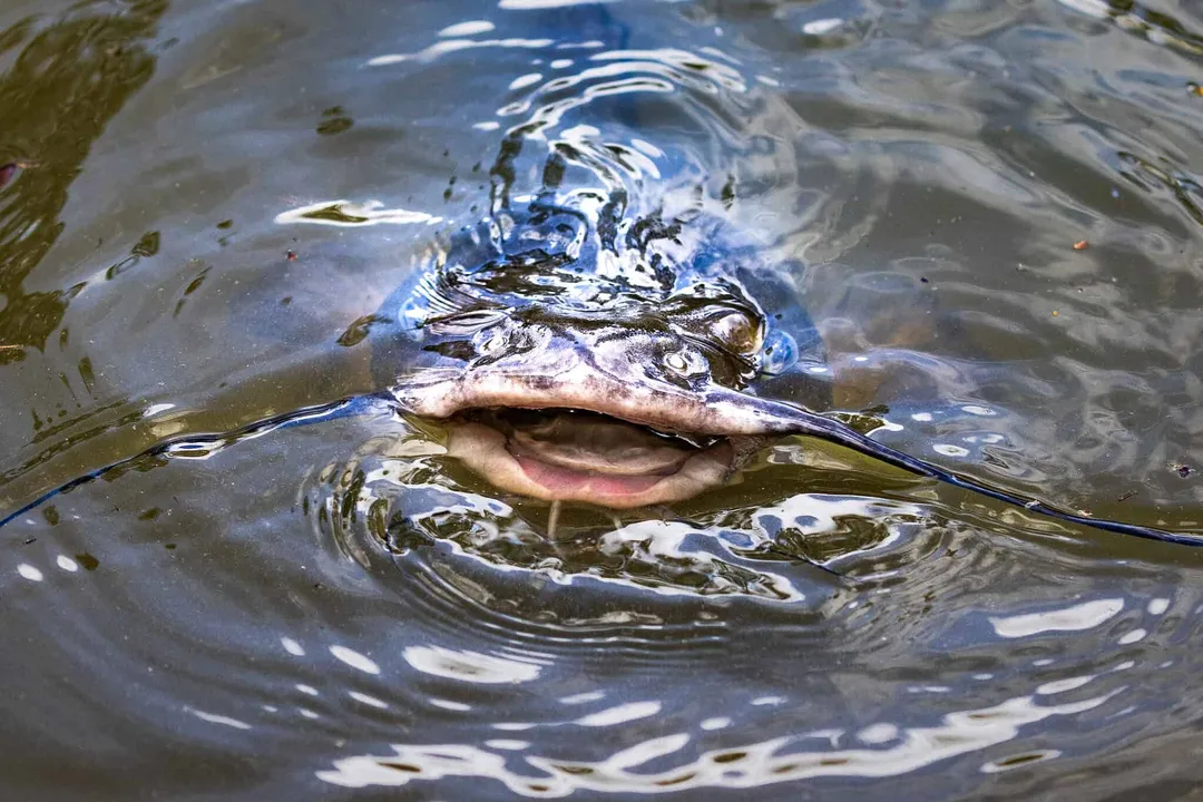 Are yellow bullheads aggressive?, Tank Behavior Anecdotes