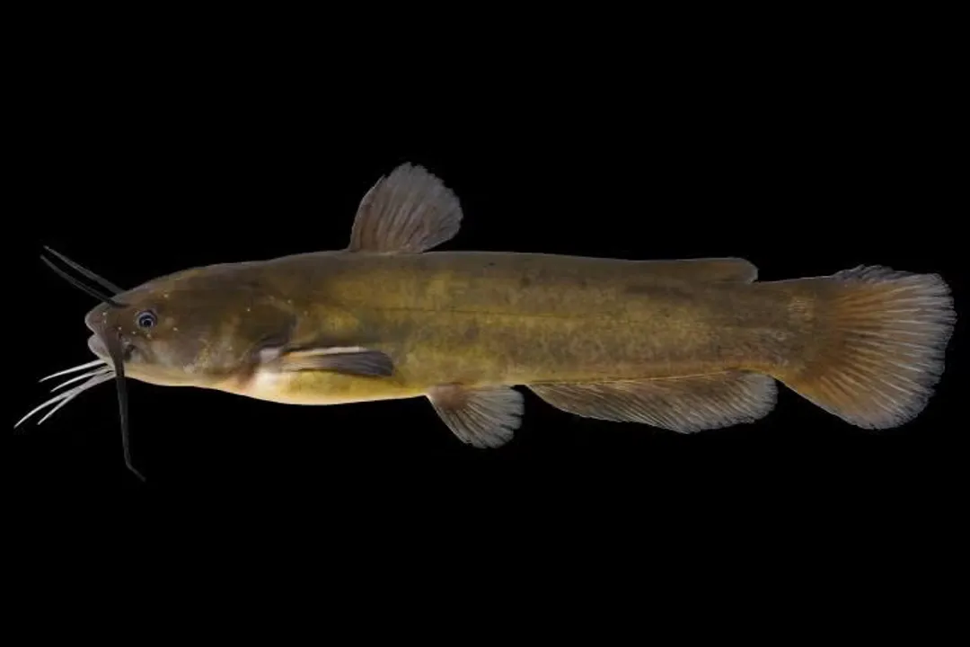 Are yellow bullheads aggressive?, Fish Profile