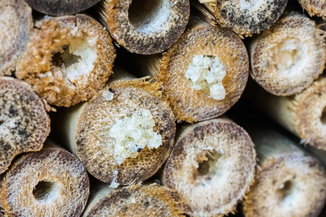 Are yellow-faced bees aggressive?