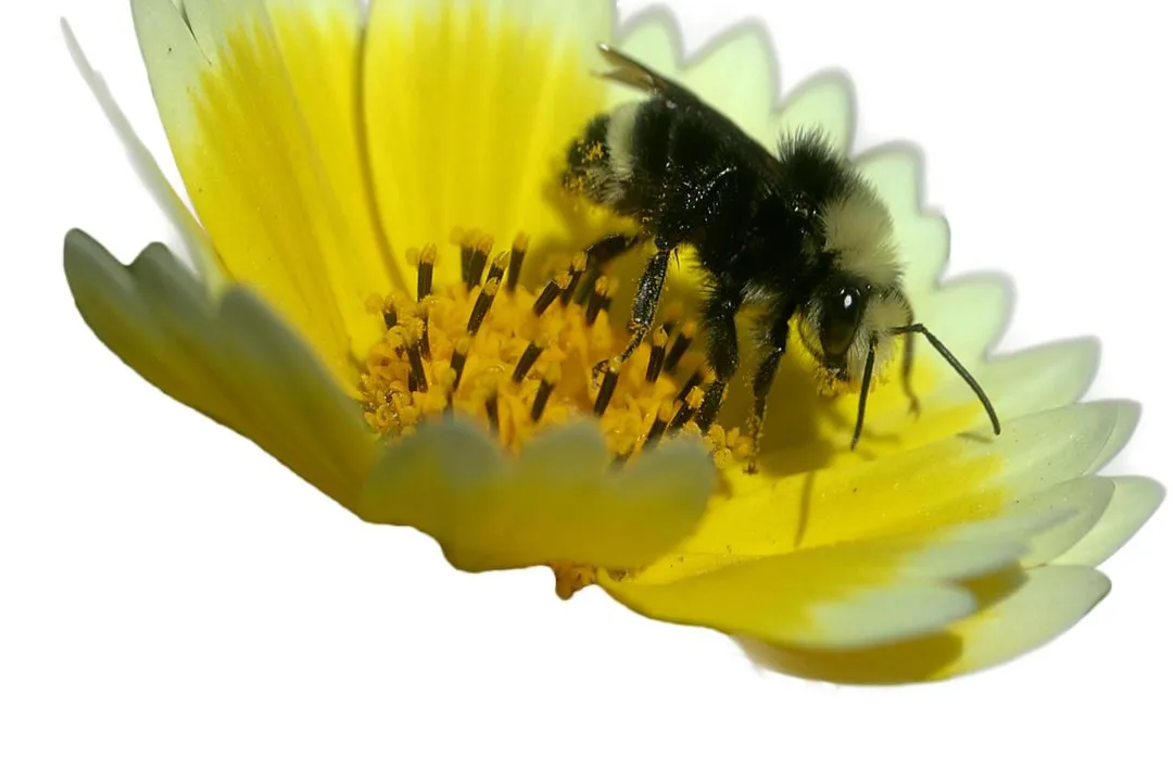 Are yellow-faced bees aggressive?, Identifying the Faces