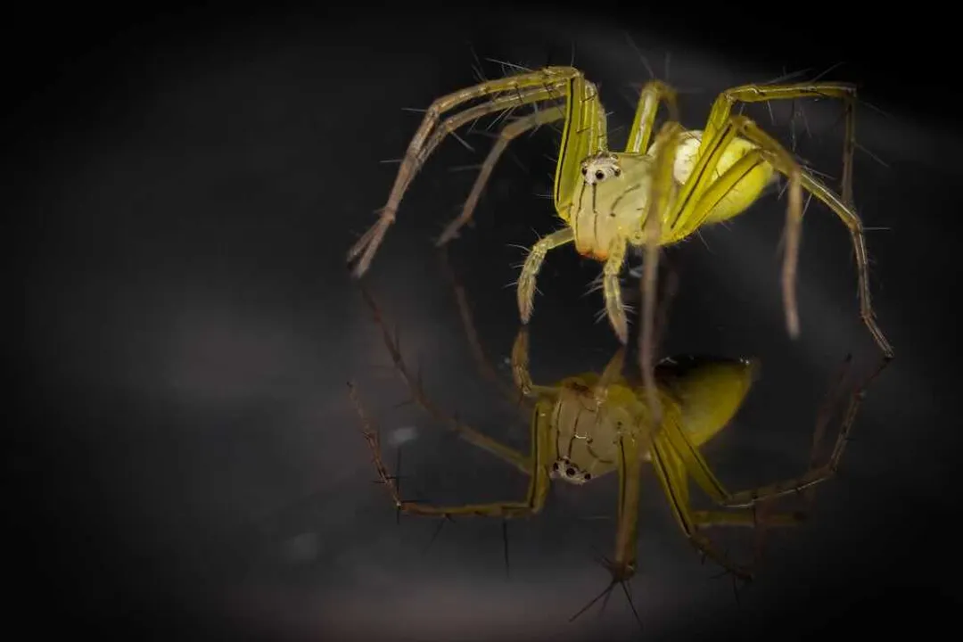 Are yellow sac spiders useful?