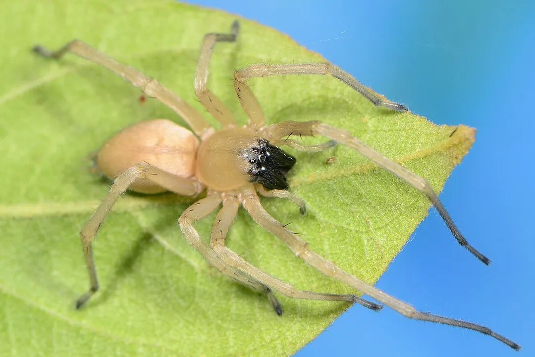 Are yellow sac spiders useful?, Spider Identity