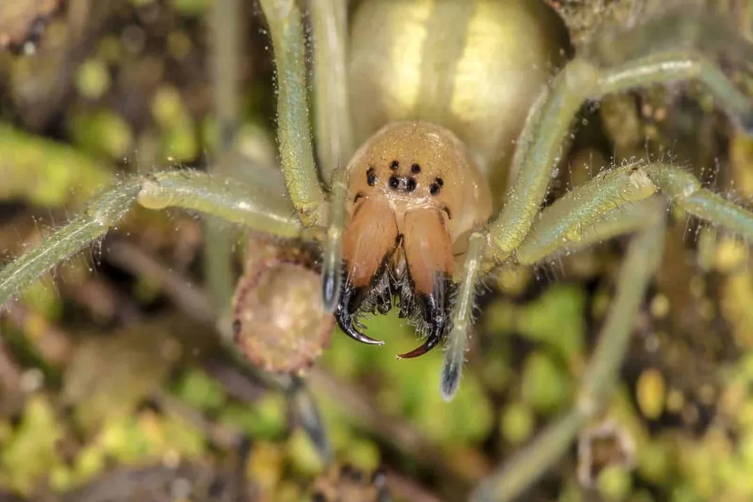 Are yellow sac spiders useful?, Predatory Nature