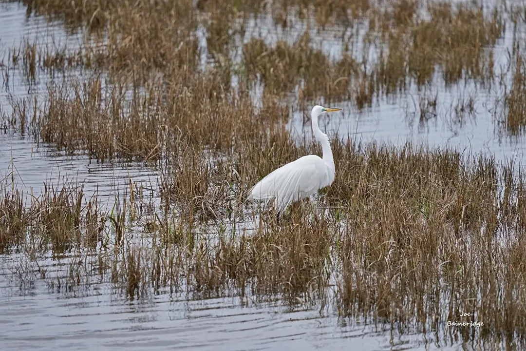 Are you allowed to touch the horses on Assateague Island?, Viewing Guidelines
