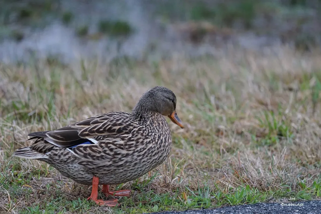 Are you allowed to touch the horses on Assateague Island?