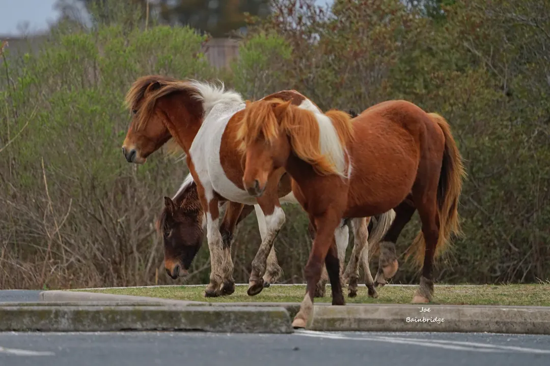 Are you allowed to touch the horses on Assateague Island?, Minimum Distance