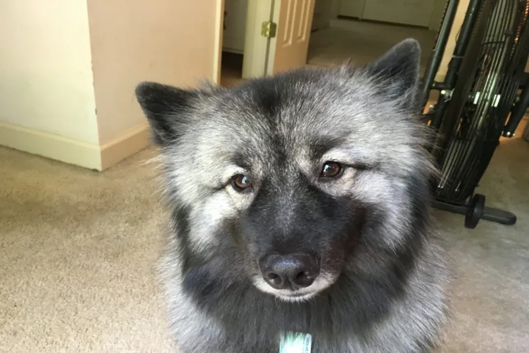Can a Keeshond be left alone?, Companion Nature