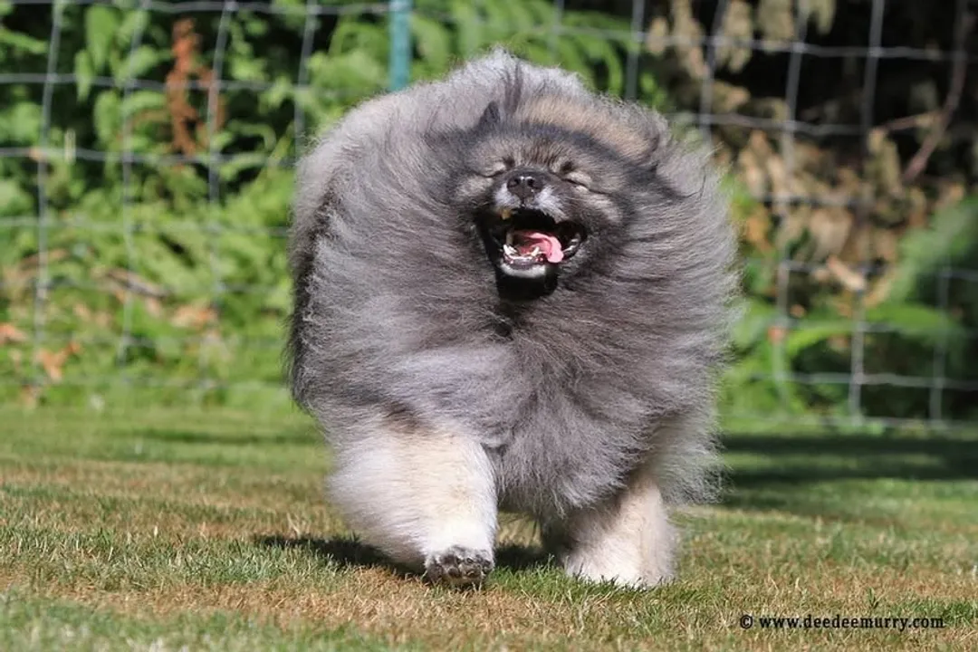Can a Keeshond be left alone?, Loneliness Symptoms