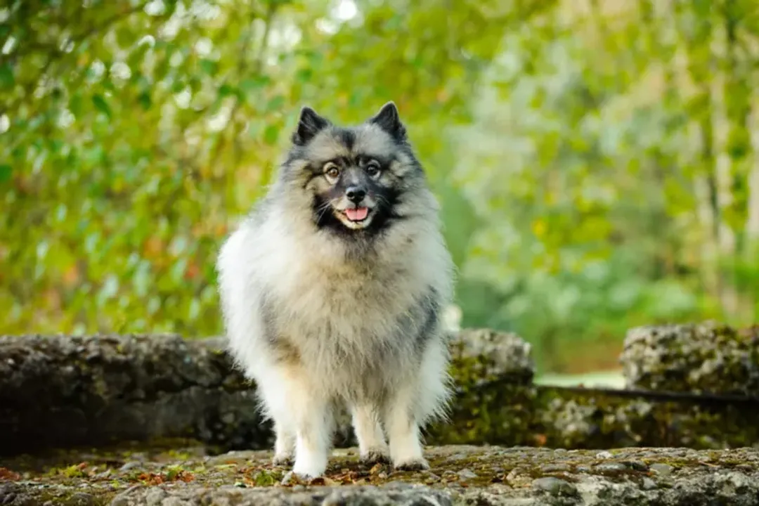 Can a Keeshond be left alone?, Time Limits