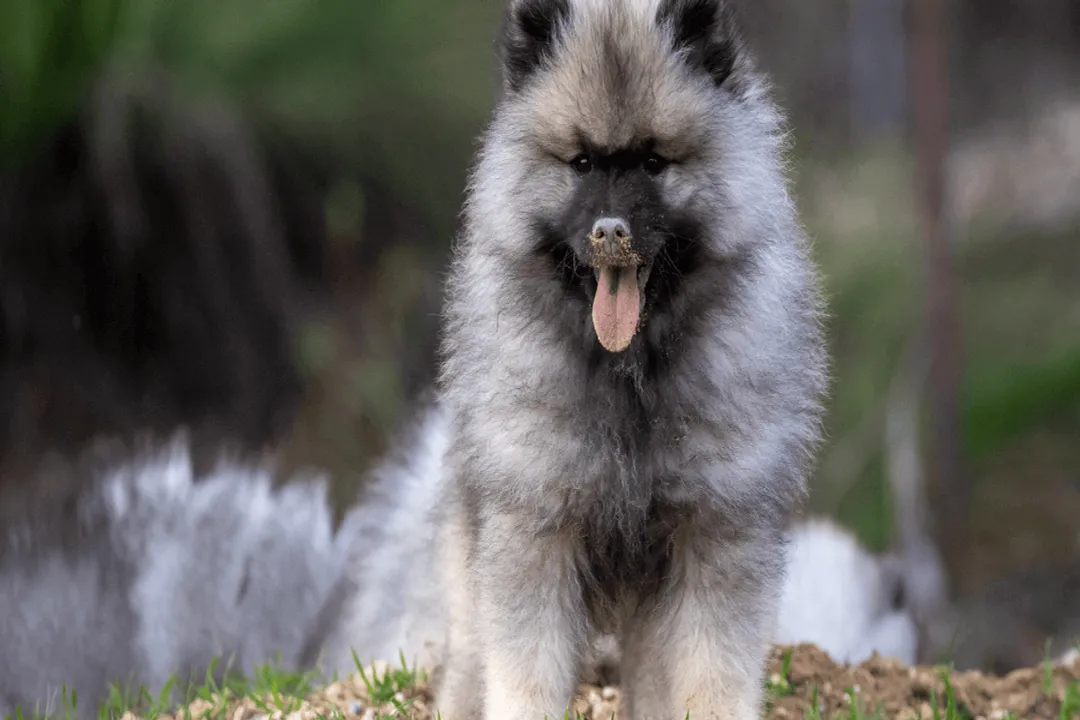 Can a Keeshond live in an apartment?, Temperament Profile