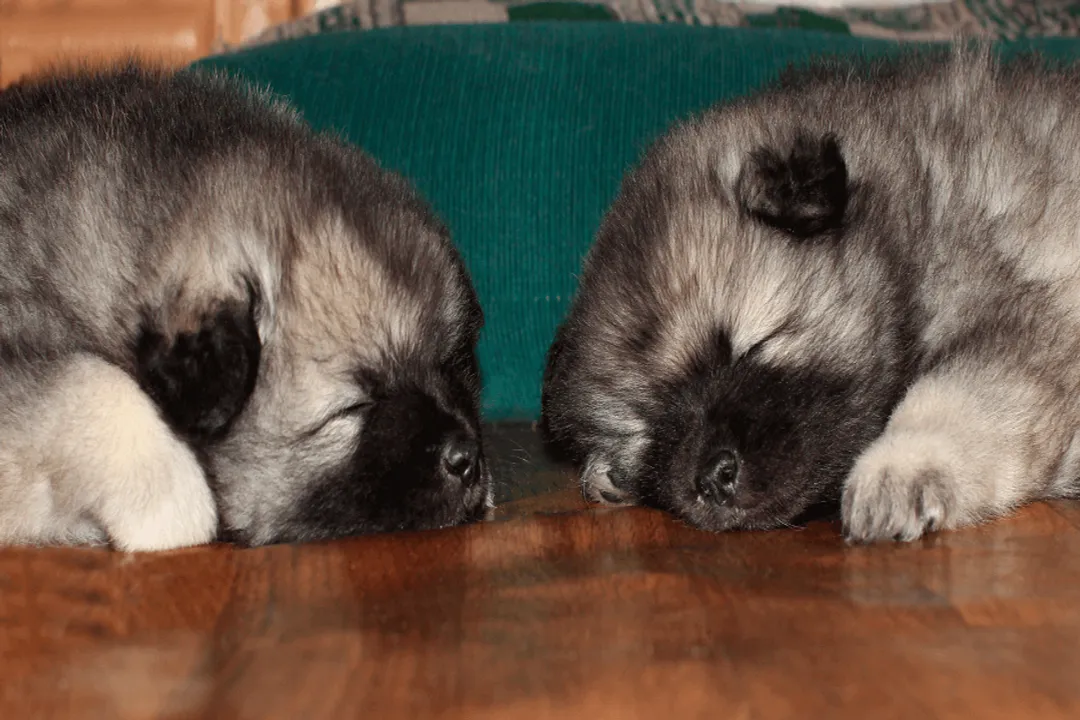 Can a Keeshond live in an apartment?, Noise Control