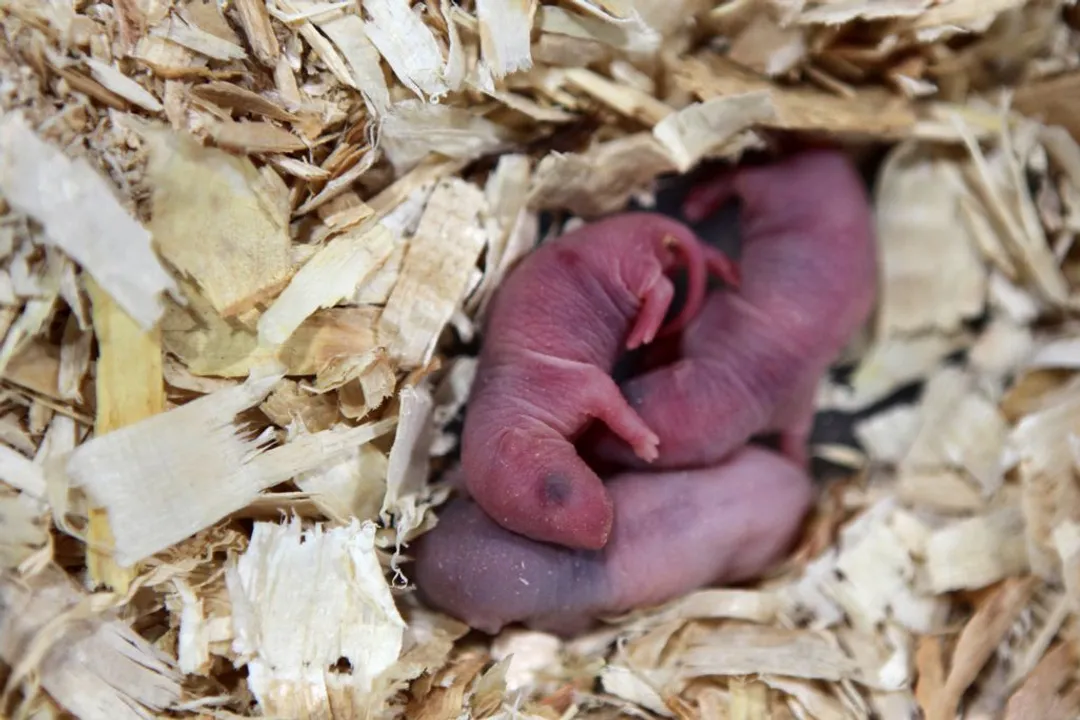 Can a mouse and a rat crossbreed?