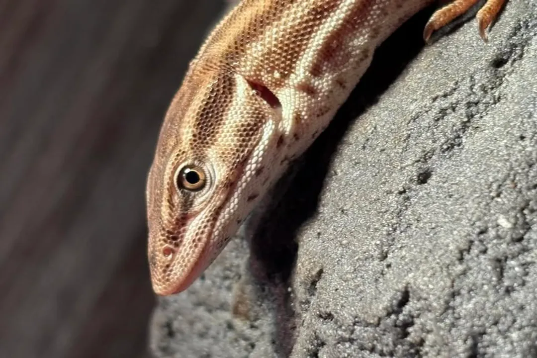 Can ackie monitors eat cat food?, Natural Diet