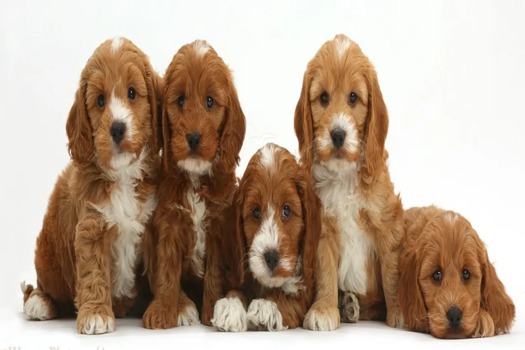 Can Cockapoo be left alone?