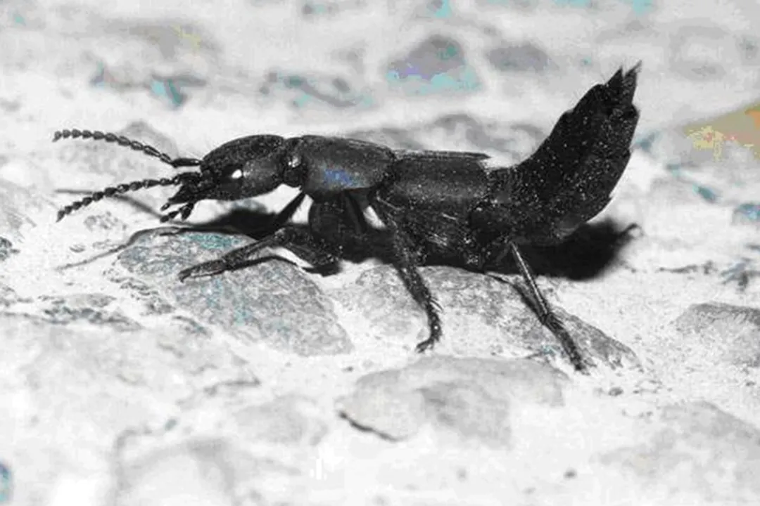 Can Devil's Coach horse beetle fly?