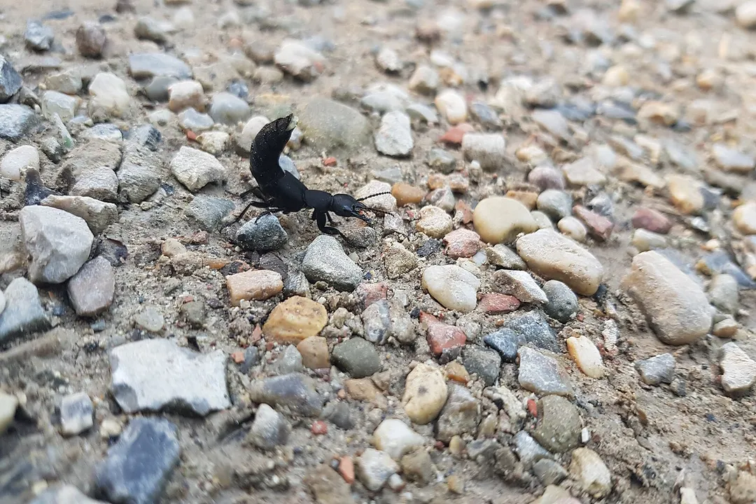 Can Devil's Coach horse beetle fly?, A Long Beetle