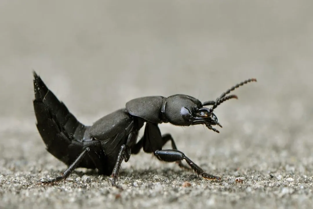 Can Devil's Coach horse beetle fly?, Flight Capabilities