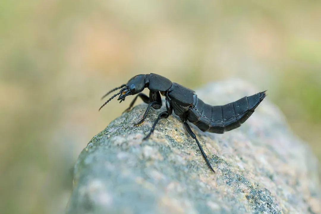 Can Devil's Coach horse beetle sting?, The Name's Shadow