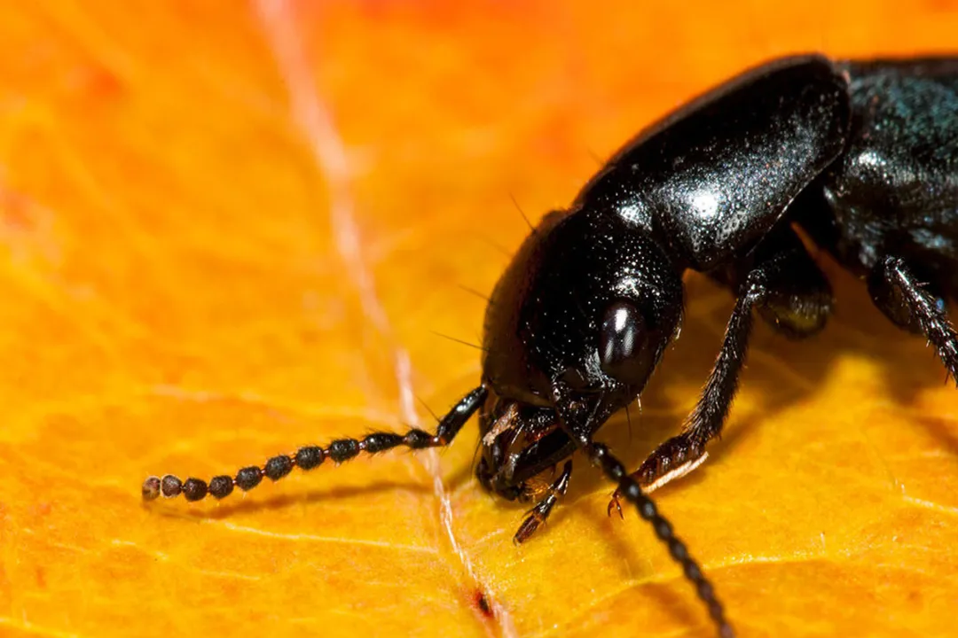 Can Devil's Coach horse beetle sting?, Defense Mechanisms