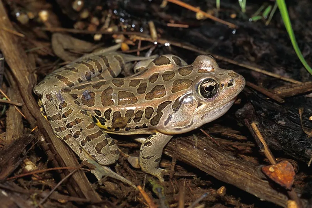 Can frogs purr?, Acoustic Differentiation