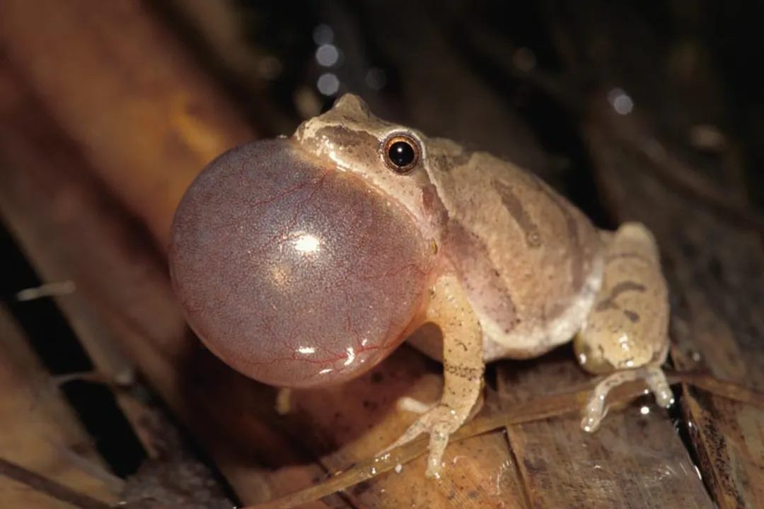 Can frogs purr?, Vocal Similarities