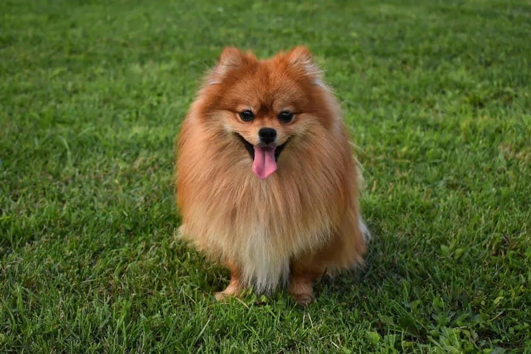 Can German Spitz be left alone?, Defining Solitude